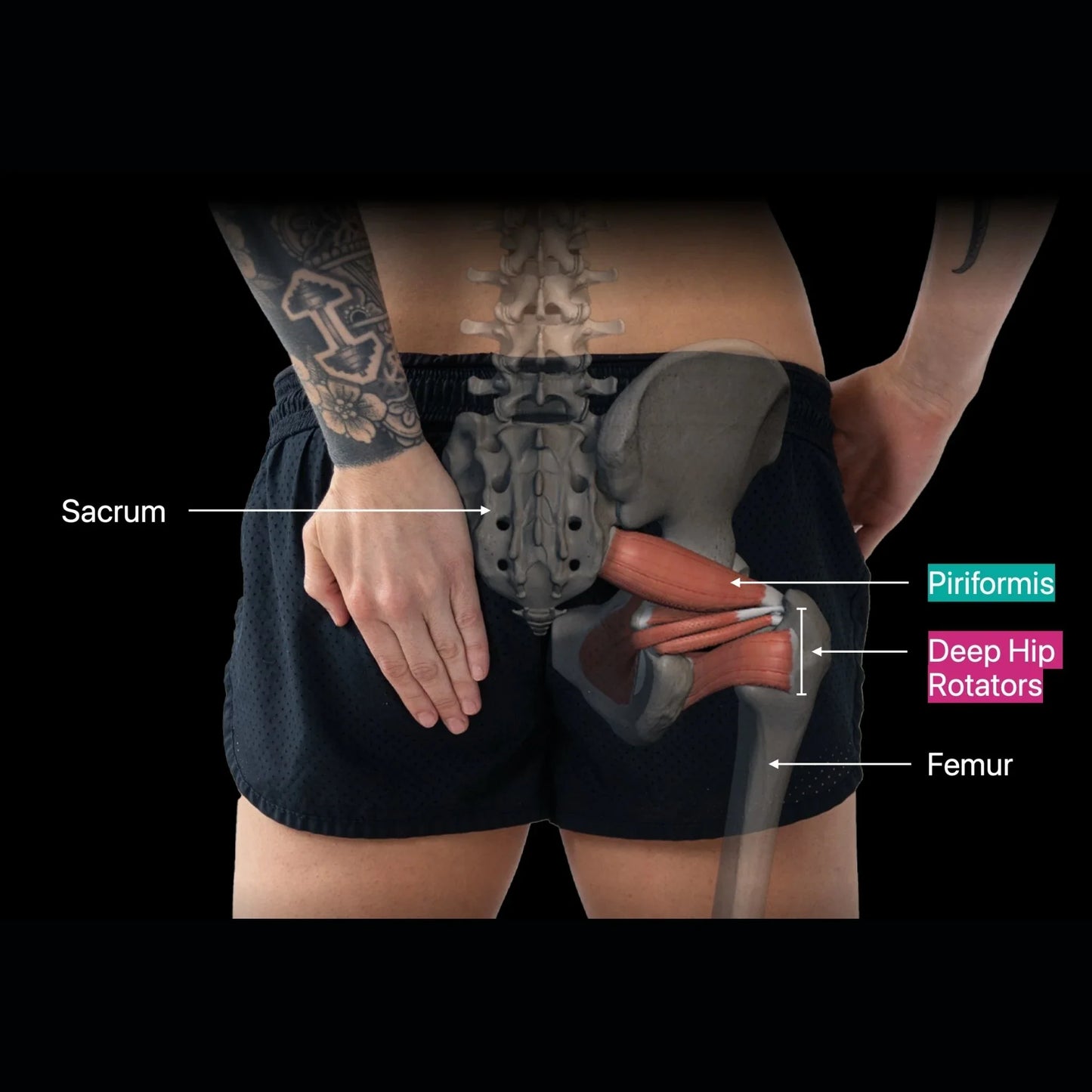 Orbit® Hip & Glute Release Tool