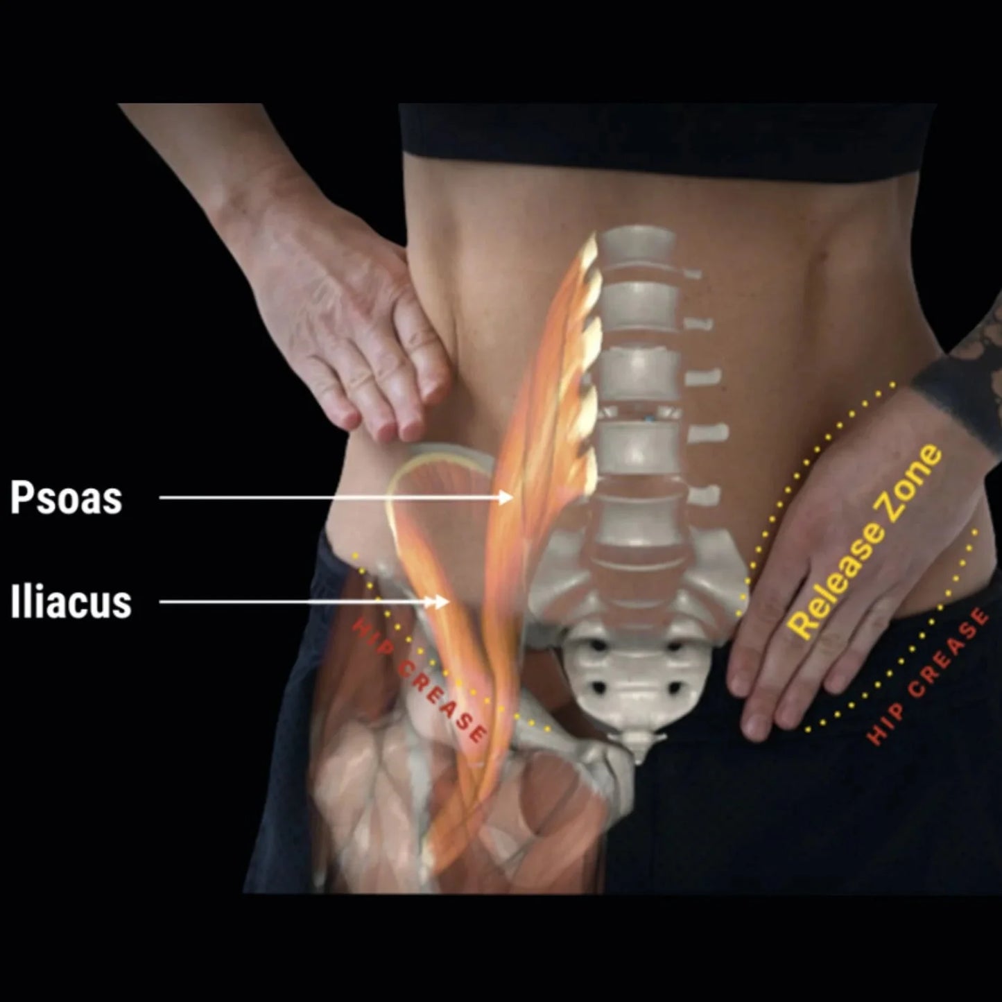 Orbit® Hip & Glute Release Tool